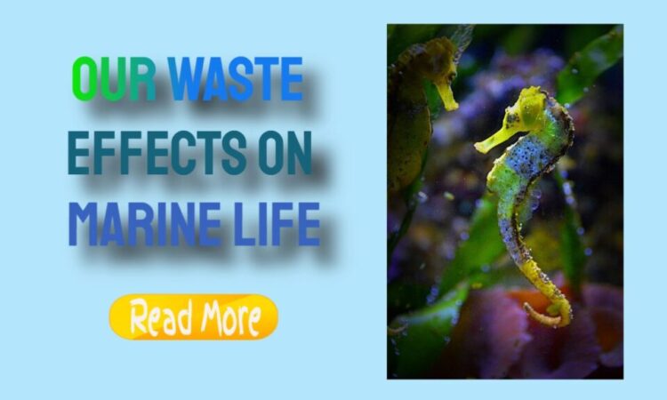 Effect Of Marine Life from Our Waste