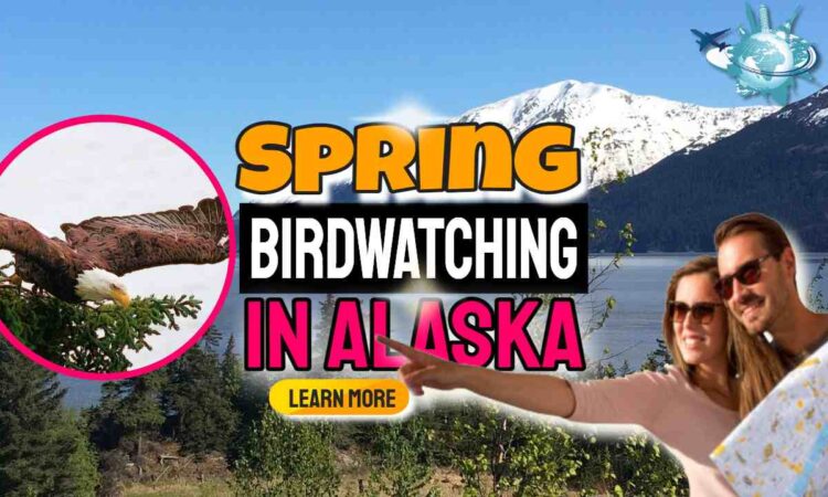 Spring Birdwatching in Alaska is Alaska’s Best Birding Season!