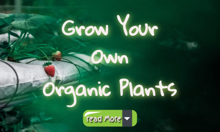 Saving Money If You Grow Your Own Organic Plants