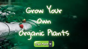 organic plants