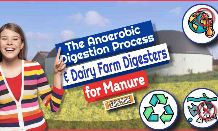 Dairy Farm Digesters – Anaerobic Digestion Process For Manure