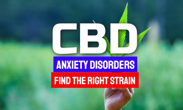 Too Busy for a Wellness Routine? CBD from Hemp Can Help