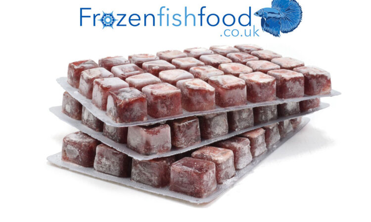 Frozen Bloodworms For Aquarium Fish – An Ideal Food Source