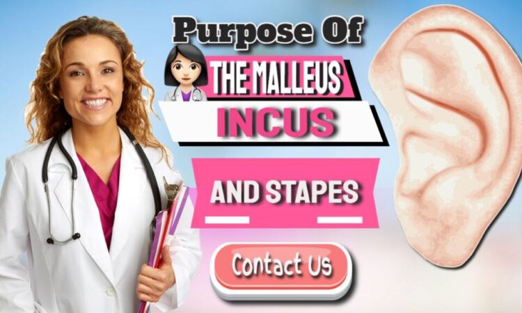 What Are The Malleus Incus And Stapes Used For?