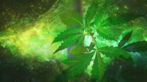 marijuana-