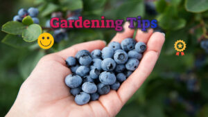 Gardening Tips – Choosing Raspberry and Haskap Seedlings