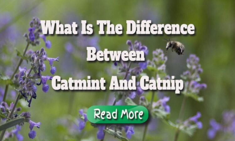 What is the difference between catmint and catnip.