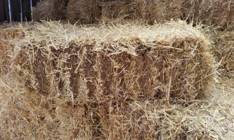 Barley Straw Bales and their many uses – 100% Natural