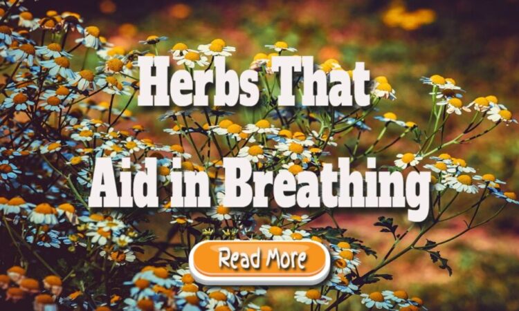 Herbs That Aid in Breathing