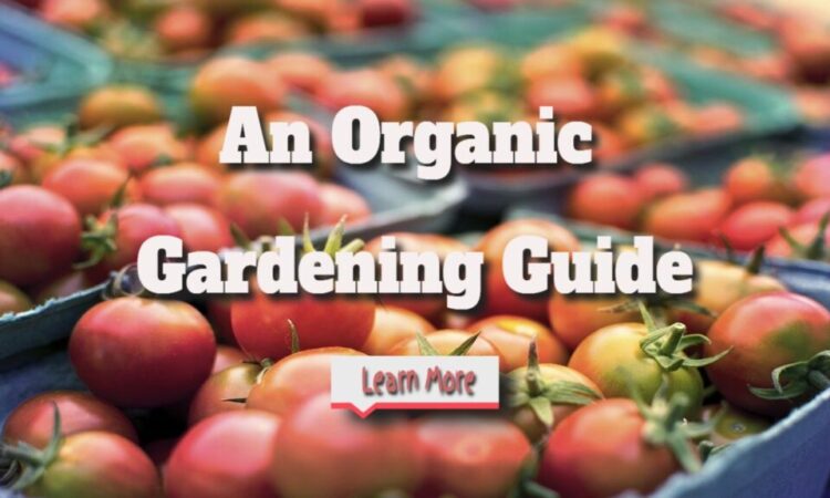 How to Garden Naturally: An Organic Gardening Guide