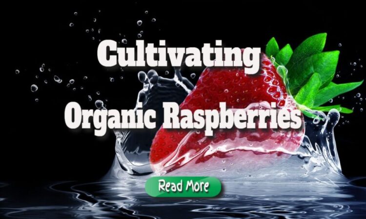 A Step-by-step Approach to Cultivating Organic Raspberries
