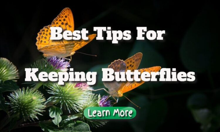 Best Tips For Keeping Butterflies