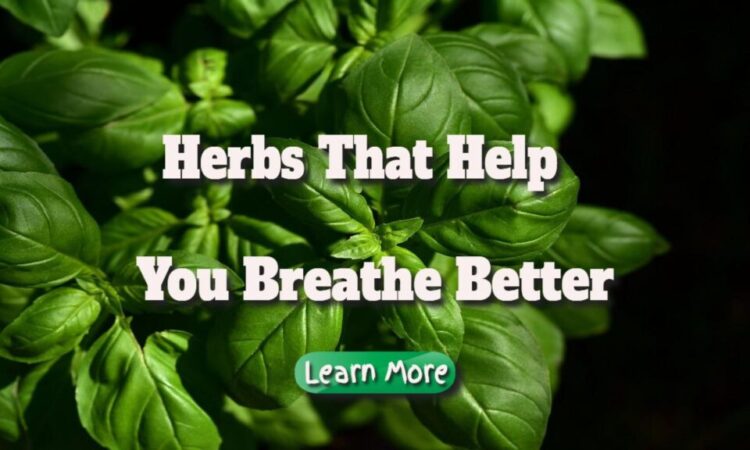 Herbs That Help You Breathe Better