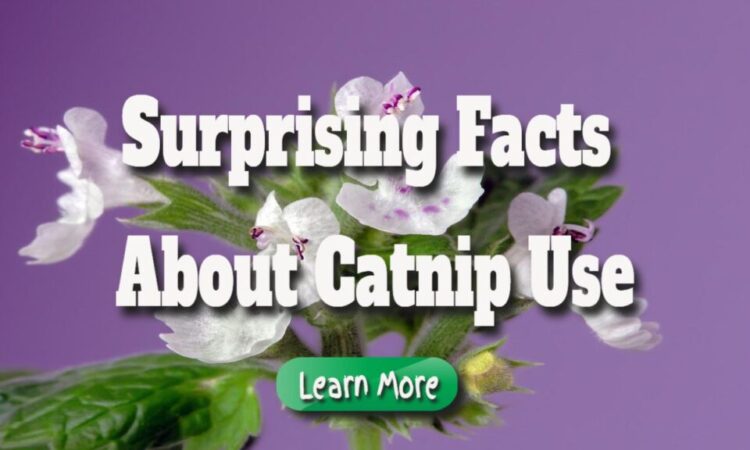 Surprising Facts About Catnip Use