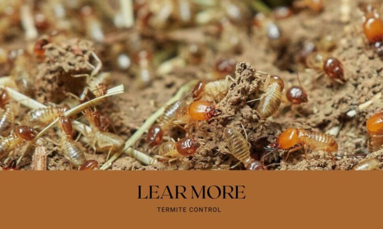 10 Things About Termites That Might Surprise You