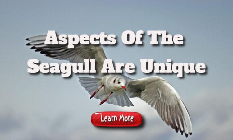 Aspects Of The Seagull Are Unique