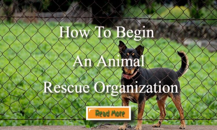How to Begin an Animal Rescue Organization
