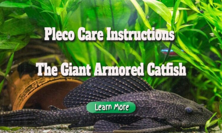 Pleco Care Instructions – the Giant Armored Catfish