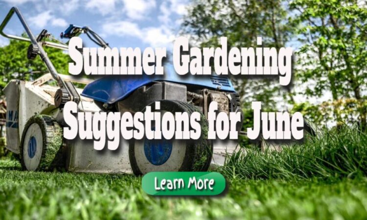 Summer Gardening Suggestions for June