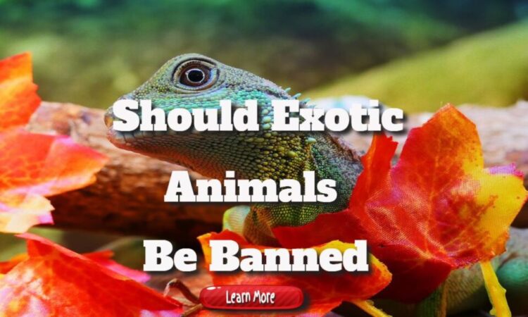 Should Exotic Animals Be Banned