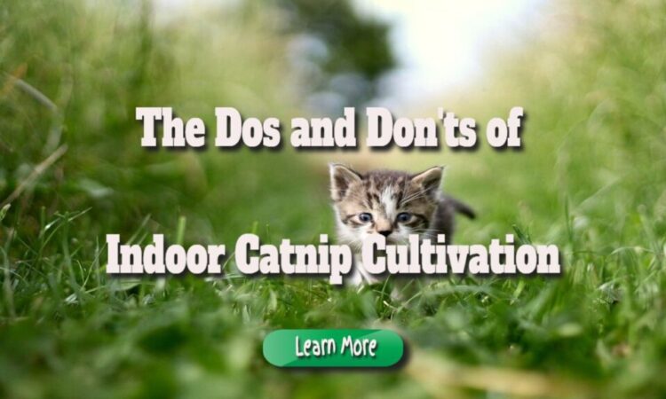The Dos and Don’ts of Indoor Catnip Cultivation