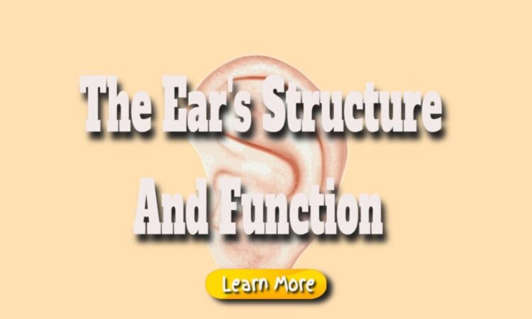The Ear’s Structure and Function