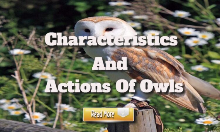 Characteristics and Actions of Owls