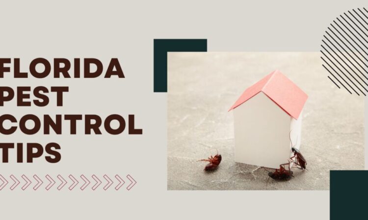 Pest Control Tips For Florida Homes and Apartments