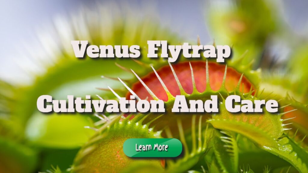 venus flytrap cultivation and care