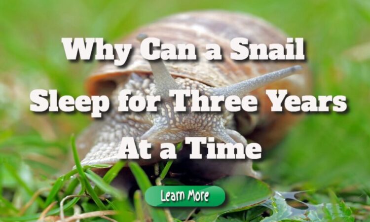 Why Can a Snail Sleep for Three Years at a Time