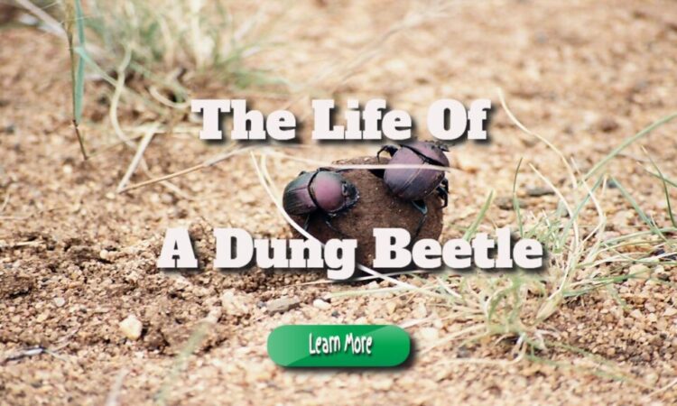 A Look into the Life of a Dung Beetle