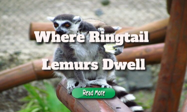 Where Ringtail Lemurs Dwell, And Why They Are Endangered