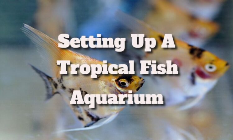 How To Set Up A Tropical Fish Aquarium