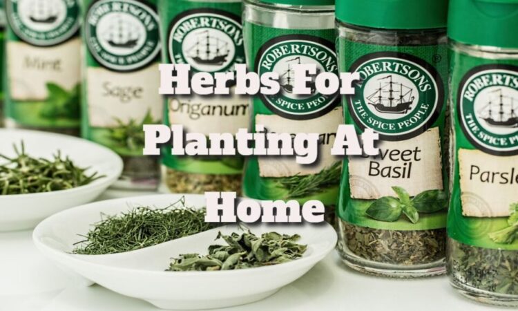 Herbs That Are Good for You to Plant at Home