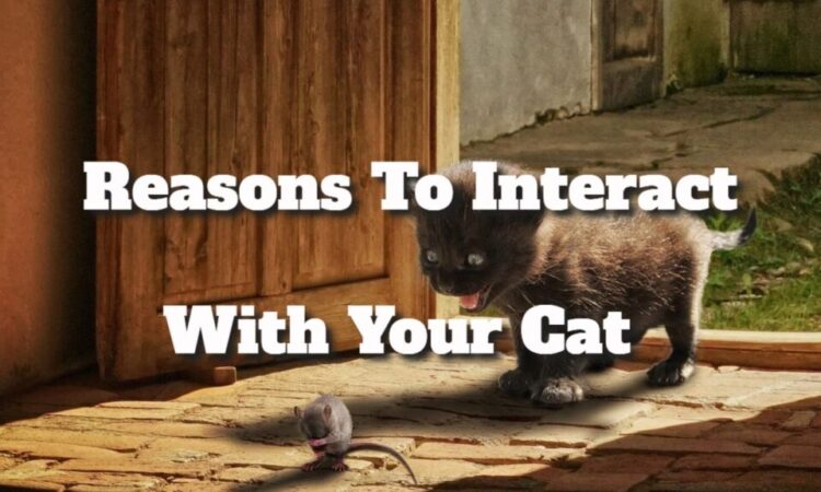 Reasons To Interact With Your Cat