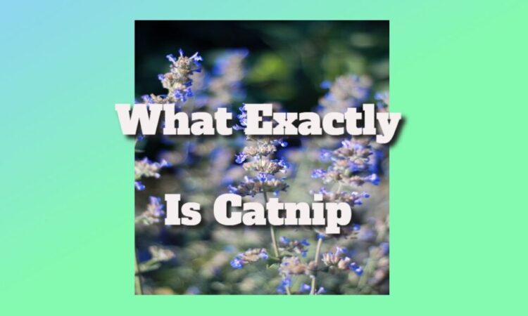 What Does Catnip Consist Of? What Exactly Is Catnip