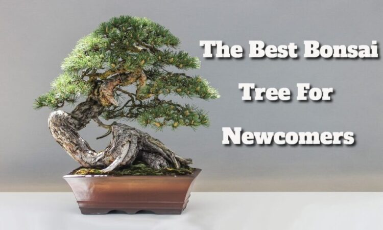 The Best Bonsai Tree For Newcomers