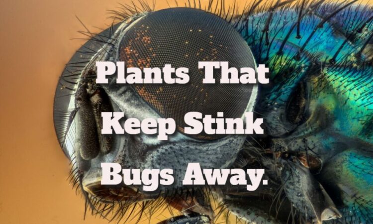 Plants That Keep Stink Bugs Away.