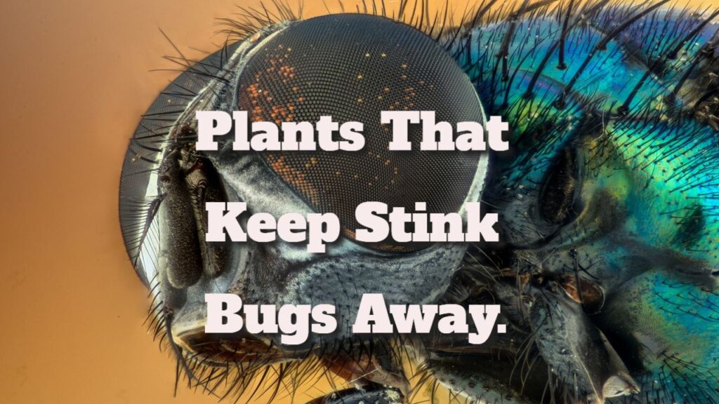 plants that keep stink bugs away