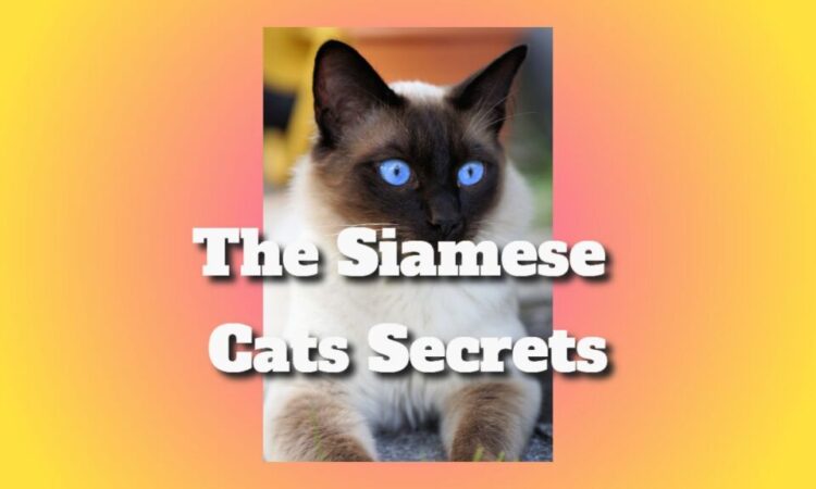 The Siamese Cats Secrets