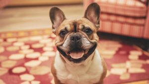 The Right Way to Brush Your French Bulldog's Coat