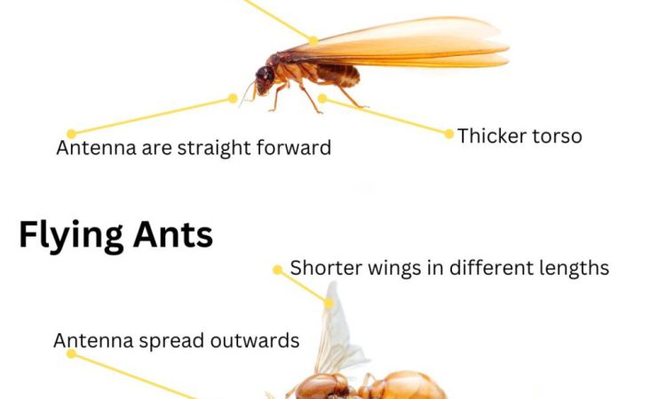 Summer Pest Control Strategies for the Hills District